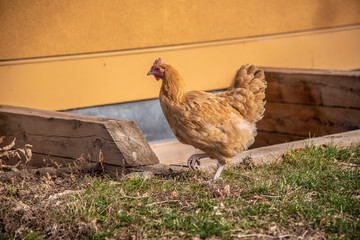 A yellow backyard chicken walks near a yellow house