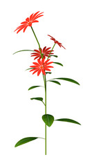 3D Rendering Red Daisy Flower on White