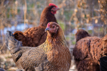 Backyard chickens free range near a wire fence in early morning light