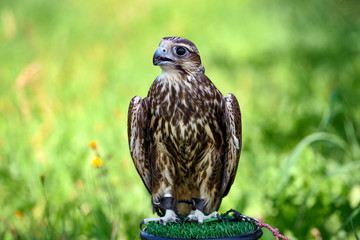 Naklejka premium Hawk bird, Accipiter gentilis perched, portrait of a bird.