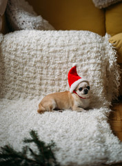 Chihuahua dog in a New Year's hat. Christmas concept