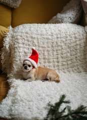 Chihuahua dog in a New Year's hat. Christmas concept
