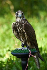 Hawk bird, Accipiter gentilis perched, portrait of a bird.
