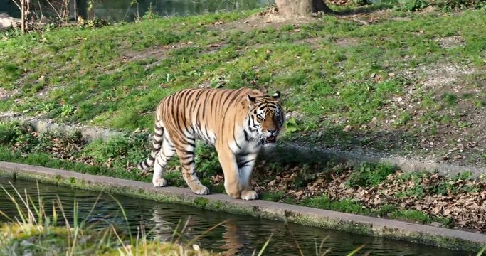 Tiger -  Panthera tigris