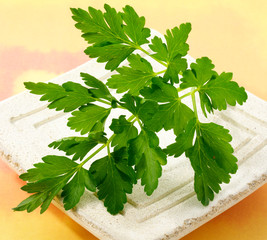 SPRIG OF PARSLEY