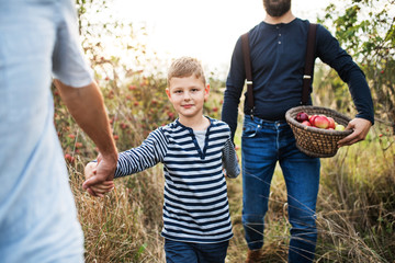 A small boy with father and grandfather walking in apple orchard in autumn.