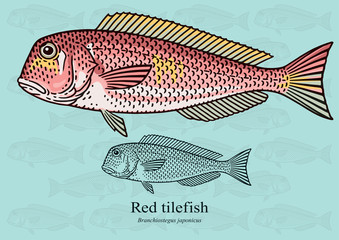 Red Tilefish. Vector illustration with refined details and optimized stroke that allows the image to be used in small sizes (in packaging design, decoration, educational graphics, etc.)