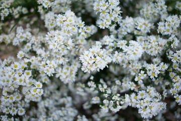 Gypsophila field, Ornamental plant, Used wedding decorations, Close up,