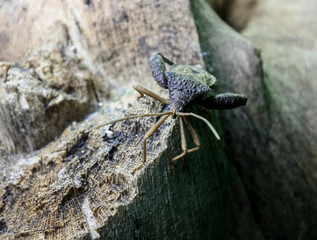 Assasin bug walking