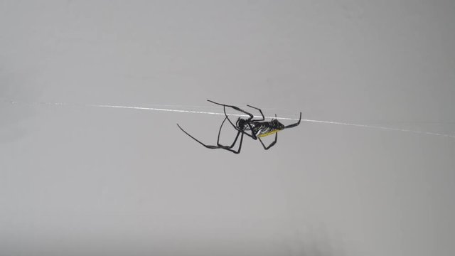 golden silk orb-weaver Nephila Spider balances along the string