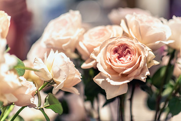 Beautiful roses flowers.
