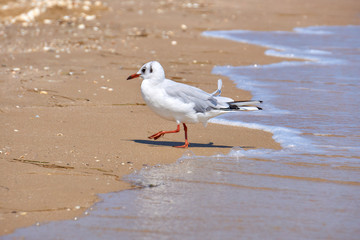 Seagull on the shore close - up on the background of natural sea