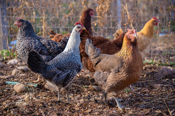 Backyard chickens free range near a wire fence in early morning light