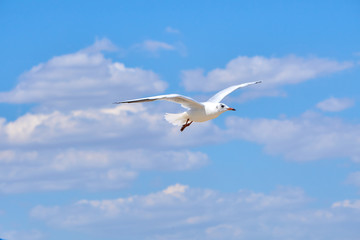 Sea gulls flying over a beach in a clear blue sky