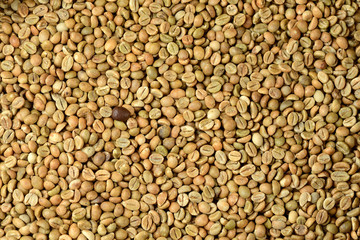 roasted coffee bean on a background of green coffee beans