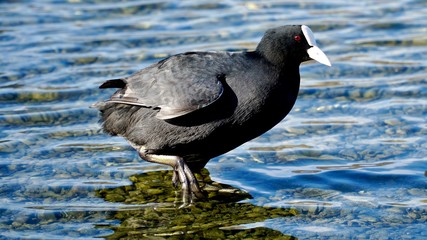 Cormorant in the lake