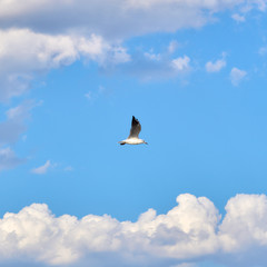Sea gulls flying over a beach in a clear blue sky