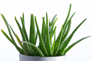 aloe vera in white pot on a white background, close-up
