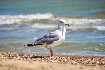 Seagull on the shore close - up on the background of natural sea