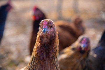 Brown backyard hen in early morning light