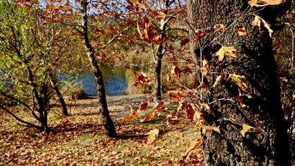 autumn and lake
