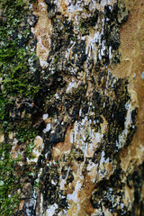 the texture of the bark of an old tree with moss