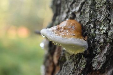 mushroom on tree
