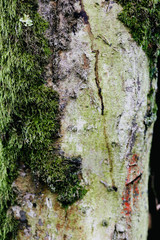 texture of tree bark with moss