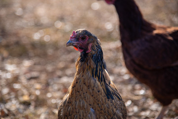 Backyard free-range chicken in early morning