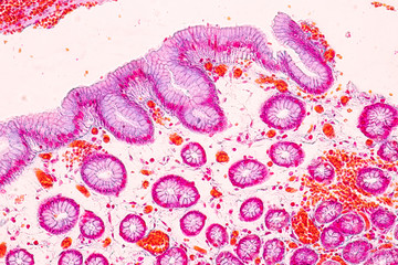 Tissue of Stomach under the microscope for education in Lab.
