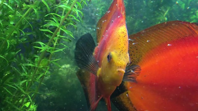 Diskusfische mit Nachwuchs, Nachwuchs frisst von der Haut der Diskuseltern