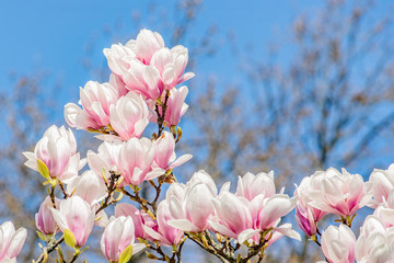 flowers in spring