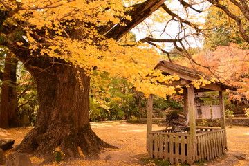 秋の大山寺