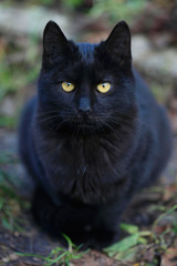 Naklejka na ściany i meble portrait of black cat