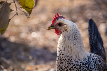 A backyard chicken stands in early morning light