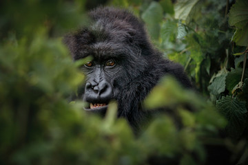 Wild mountain gorilla in the nature habitat. Very rare and endangered animal close up. African wildlife.Big and charismatic creature. Mountain gorillas. Gorilla beringei beringei. © photocech