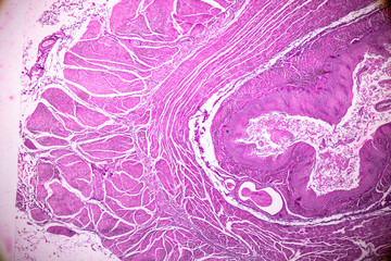 Cross section of the Cerebellum and Nerve human under the microscope for education in Lab.