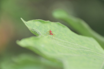 bug on leaf