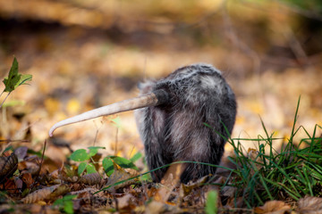 The Virginia opossum, Didelphis virginiana, in autumn park
