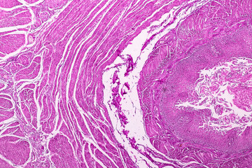 Cross section of the Cerebellum and Nerve human under the microscope for education in Lab.