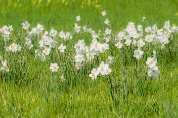 Obraz na płótnie Canvas spring yellow flowers daffodils
