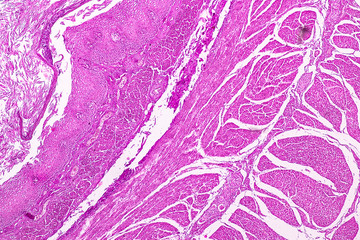 Cross section of the Cerebellum and Nerve human under the microscope for education in Lab.