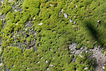 the texture of the moss on the asphalt