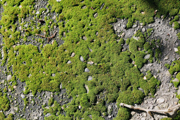 the texture of the moss on the asphalt