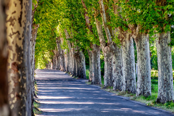 Platanenallee in Südfrankreich