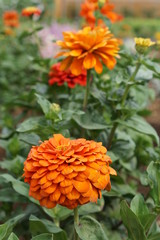 Zinnia elegans Orange King
