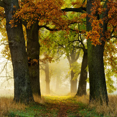 Avenue of Oak and Ash in Autumn, Footpath through Morning Fog with Sunlight