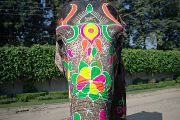 Elephant on The Street