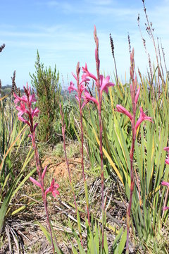Watsonia Tabularis, Table Mountain, South Africa