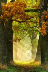 Footpath through Avenue of Oak and Ash in Autumn, Morning Fog illuminated by Sunlight